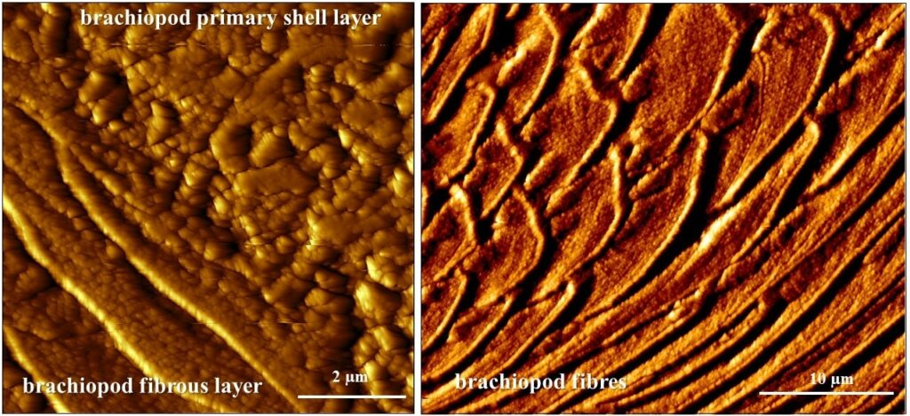 Biopolymer membranes within brachiopod shells Simonet Roda et al. Nature Scientific Reports 2019.