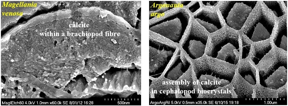 Biopolymer membranes within carbonate biological hard tissues Griesshaber et al. Highlights in Applied Mineralogy 2017.