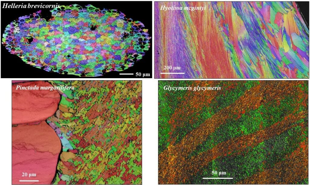 Color-coded EBSD maps depicting carbonate crystal organization in isopod cuticula and mollusc shells Griesshaber et al. Acta Biomaterialia 2020.