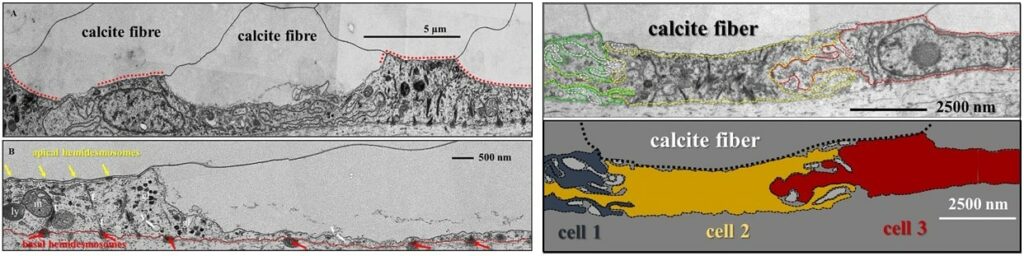 Brachiopod calcite fibre formation and cell communication: Simonet Roda et al. Journal of structural Biology 2019.