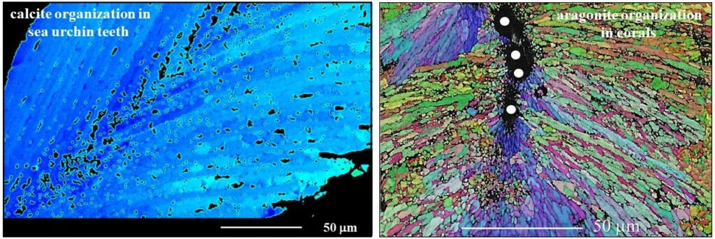 For orientation color-coded EBSD maps showing the difference in carbonate mineral organization in the hard tissue Griesshaber et al. Highlights in Applied Mineralogy 2017.